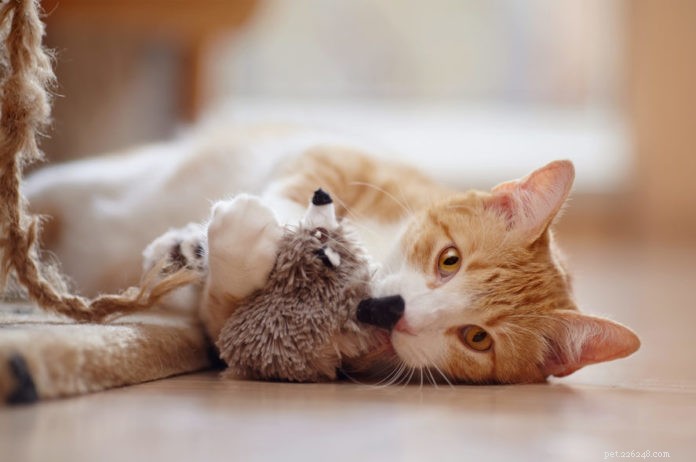 How to Pick the Perfect Cat Toys for Health & Happiness