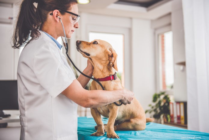 Achieve Accurate Diagnosis for Your Pet: Expert Tips