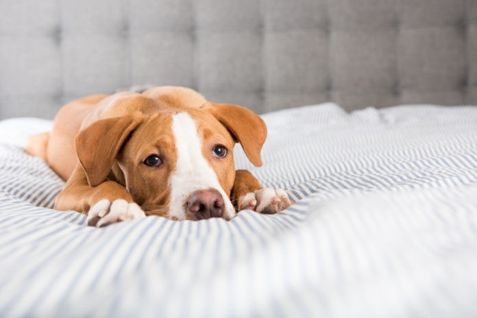 Homeopathy: A Promising Approach to Treat Pet Seizures