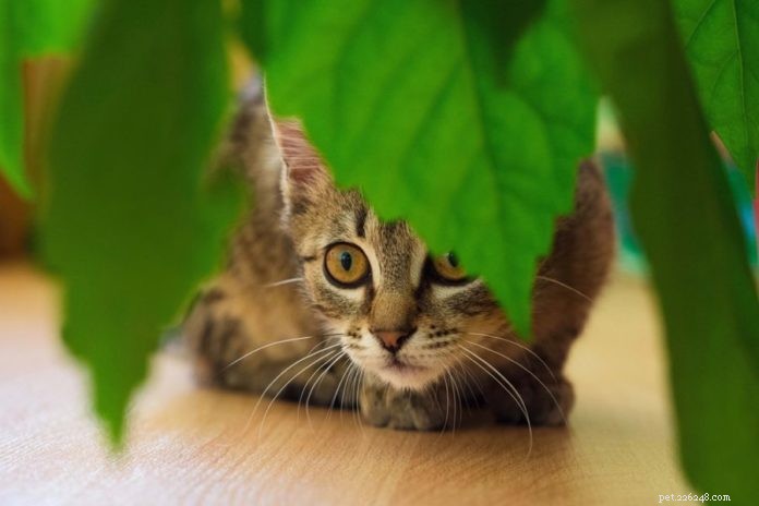 8 Cat‑Friendly Houseplants That Won’t Harm Your Feline