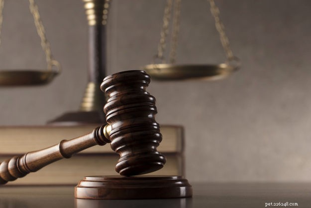 Debunking the Top 3 Objections to Holistic Veterinary Care