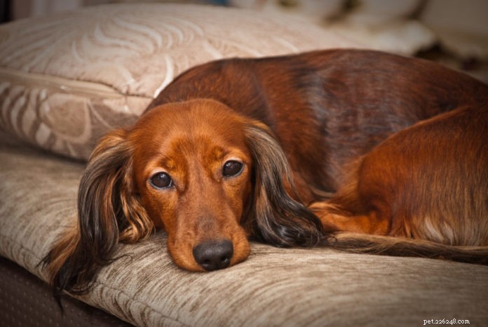 Holistic Healing for Pets: Turning  Hopeless  Cases into Hopeful Outcomes