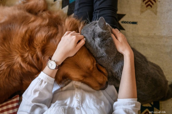 Safeguard Your Pet: Eliminating Indoor Air Pollution for Dogs & Cats
