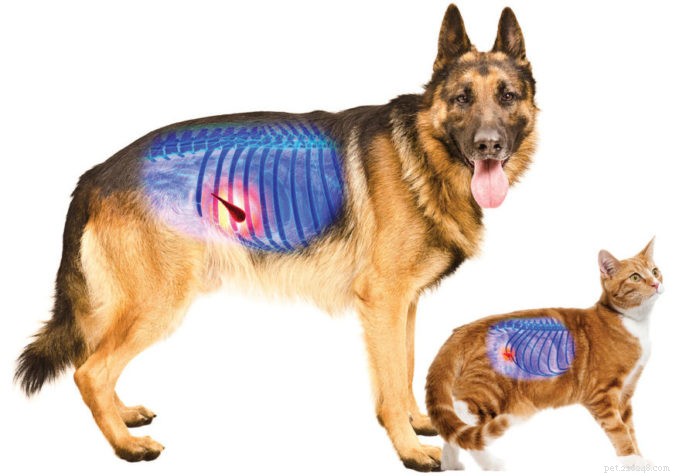 Is Your Dog or Cat Suffering From Pancreatitis? Early Detection and Treatment Guide