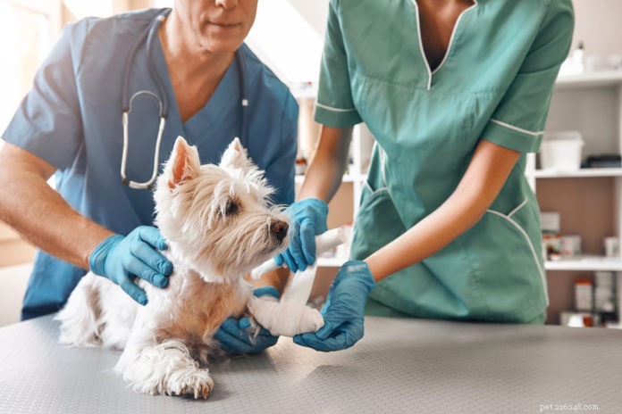 The Vital Role of Veterinary Technicians in Your Pet’s Care