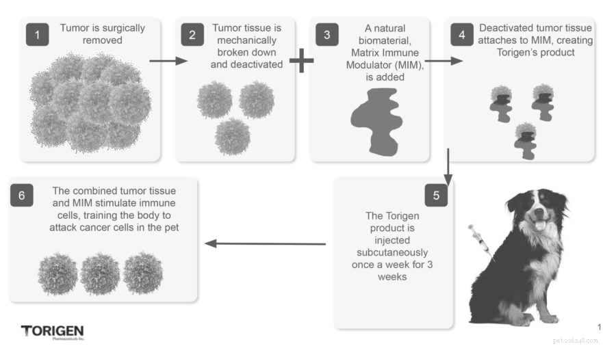 Torigen s Breakthrough Immunotherapy Revolutionizes Small Animal Cancer Care