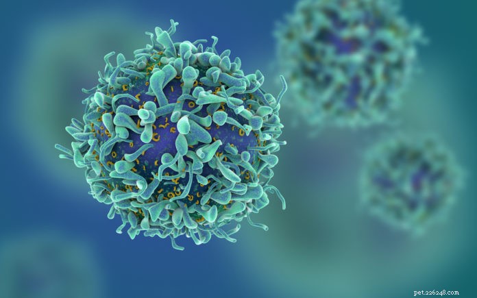 Torigen s Breakthrough Immunotherapy Revolutionizes Small Animal Cancer Care
