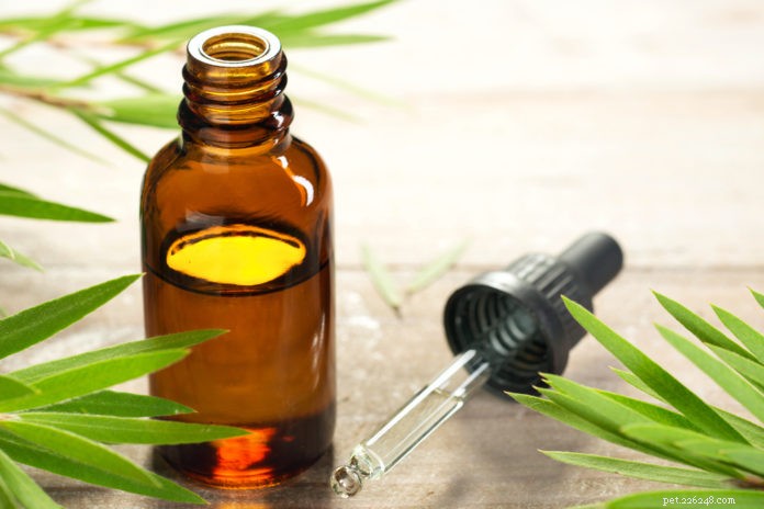 Gemmotherapy: A Natural Shield for Pets Against Environmental Toxins