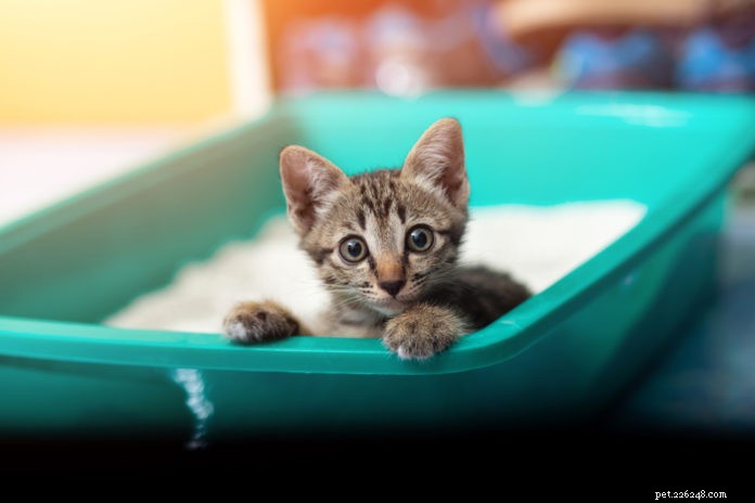 Choosing the Best Cat Litter: A Guide to Happy, Healthy Cats