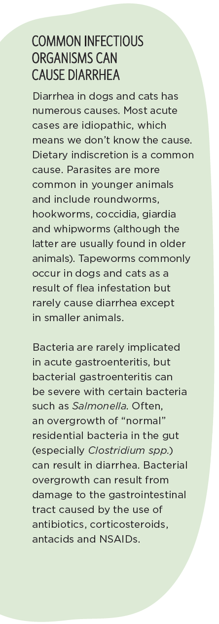 Accurate Diagnosis of Digestive Issues in Dogs & Cats