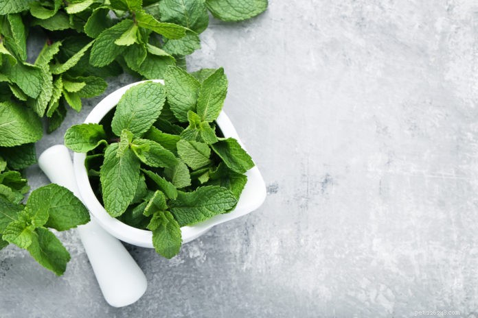 Top 5 Herbs to Support Digestive Health in Dogs & Cats