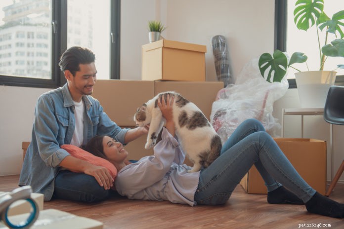 Optimal Placement of Your Cat’s Essentials for Comfort and Harmony