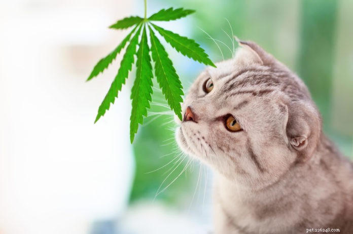 Choose Premium CBD Supplements for Pets: A Guide to Quality and Safety