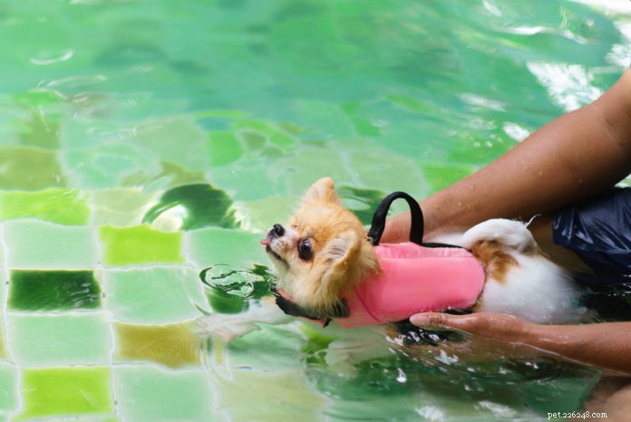 Top Holistic & Innovative Treatments for Pet Osteoarthritis