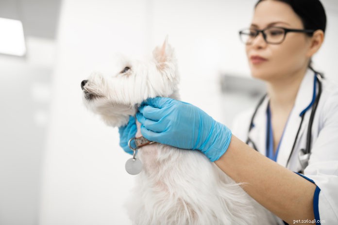 5 Misconceptions About Pet Lumps & Bumps – What You Need to Know