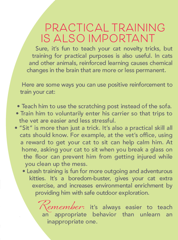 Teach Your Cat Amazing Tricks: A Simple Training Guide