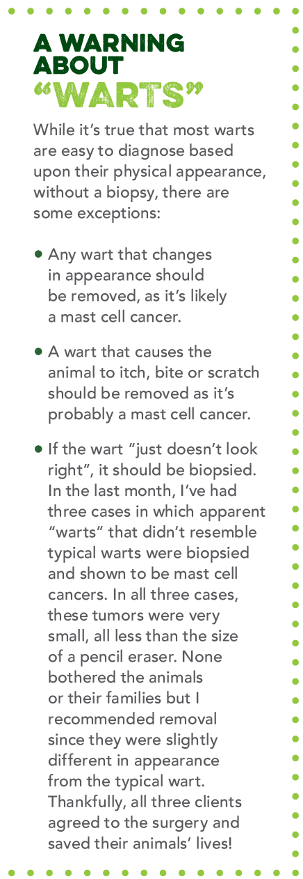 5 Misconceptions About Pet Lumps & Bumps – What You Need to Know