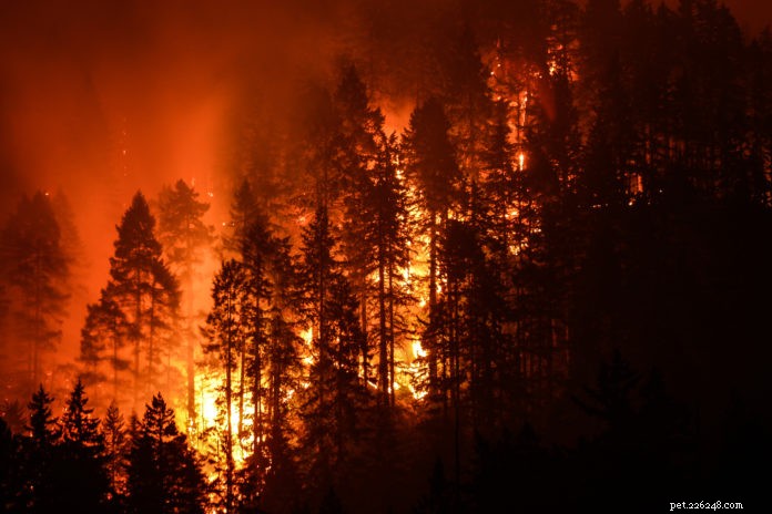 Protect Your Pets: Essential Wildfire Safety Guide for Dogs and Cats
