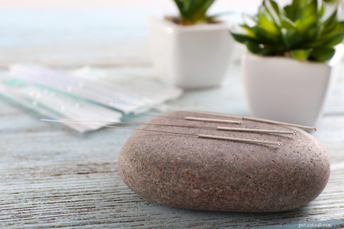 How Acupuncture Benefits Cats: A Trusted, Evidence‑Based Guide