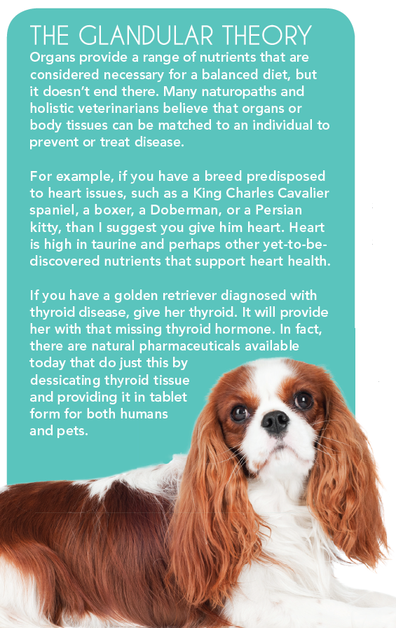 Organ Meats: The Essential Superfoods Your Dog & Cat Needs