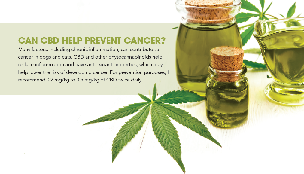 Cannabis for Pet Cancer: Proven Benefits for Dogs and Cats