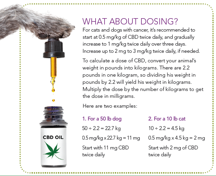 Cannabis for Pet Cancer: Proven Benefits for Dogs and Cats