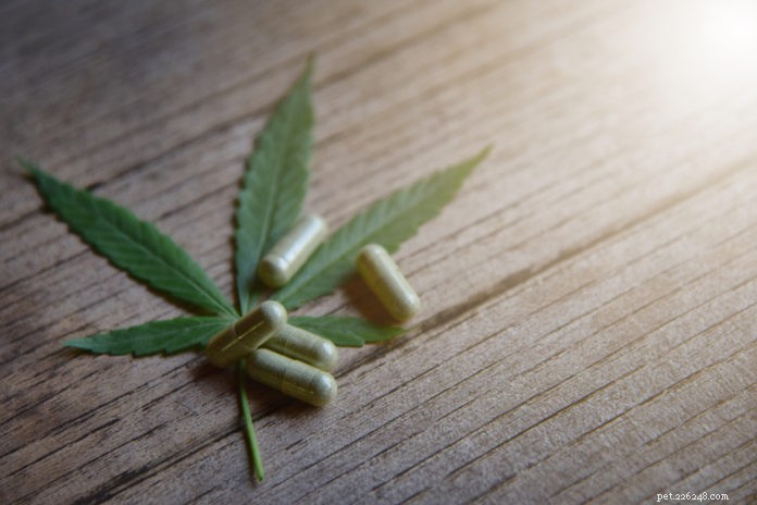 Cannabis for Pet Cancer: Proven Benefits for Dogs and Cats