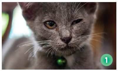 Protect Your Cat’s Vision: Essential Eye Care Tips