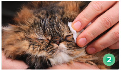 Protect Your Cat’s Vision: Essential Eye Care Tips