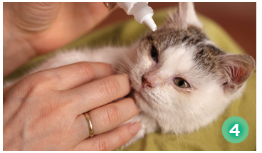 Protect Your Cat’s Vision: Essential Eye Care Tips