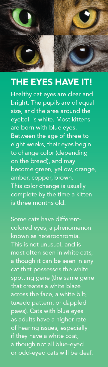 Protect Your Cat’s Vision: Essential Eye Care Tips