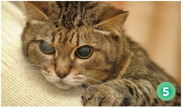 Protect Your Cat’s Vision: Essential Eye Care Tips