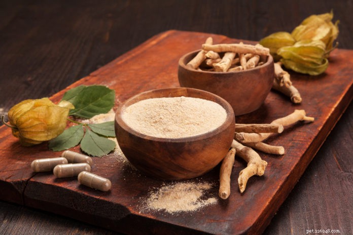 Eliminate Pet Allergies Naturally with Adaptogens & Herbal Alternatives