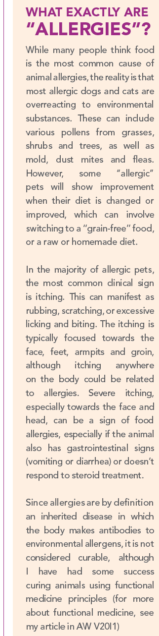 Is Allergy Testing the Answer to Your Pet’s Persistent Itching?