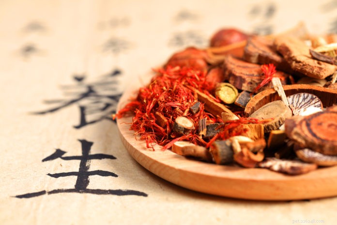 Traditional Chinese Veterinary Medicine: Effective Solutions for Dogs and Cats  Skin Conditions