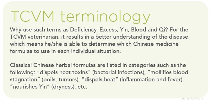 Traditional Chinese Veterinary Medicine: Effective Solutions for Dogs and Cats  Skin Conditions
