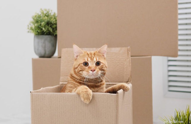 Smooth Moving: Expert Tips for Relocating with Your Cat
