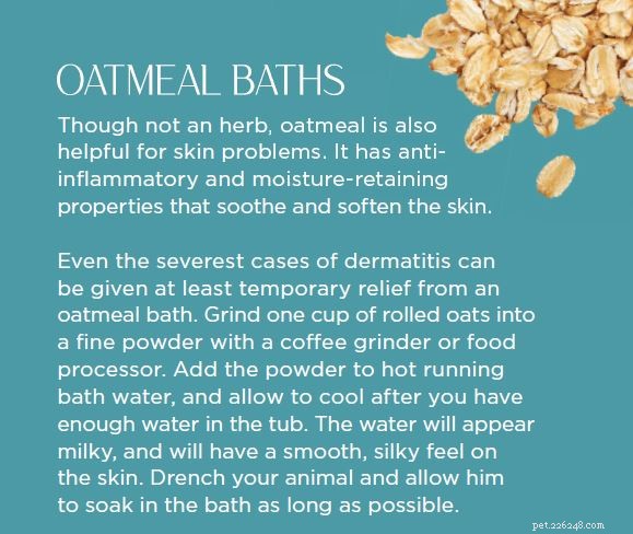 Proven Herbal Solutions to Relieve Your Pet’s Itchy Skin