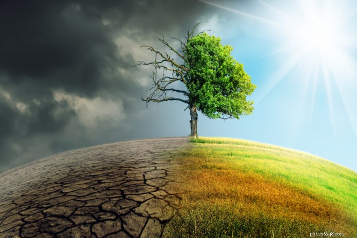 How Climate Change Impacts Dogs & Cats – Protect Your Pets Today