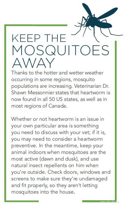 How Climate Change Impacts Dogs & Cats – Protect Your Pets Today