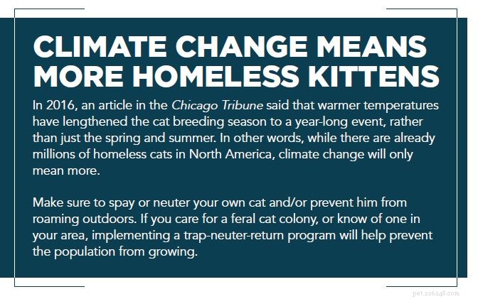 How Climate Change Impacts Dogs & Cats – Protect Your Pets Today