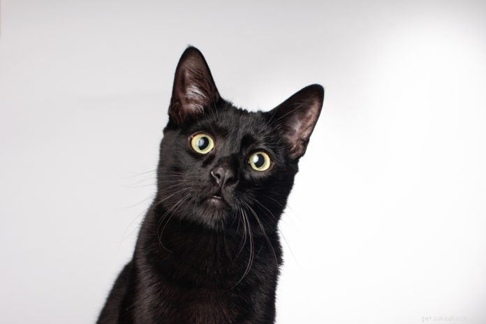 Boost Your Cat s Health & Happiness with Sensory Enrichment