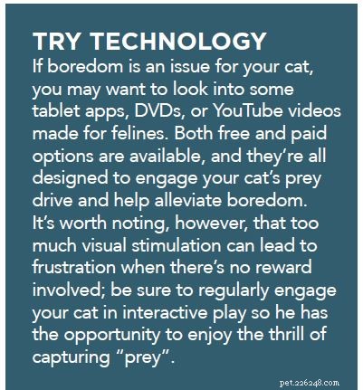 Boost Your Cat s Health & Happiness with Sensory Enrichment