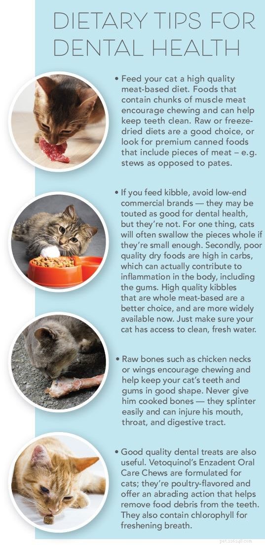 Top Dental Products for Cats: Protect Your Feline s Oral Health