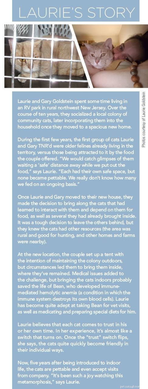 From Wild to Warm: Socializing Feral Cats for Home Life