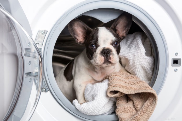 Protect Your Pet: Safe Interaction with Home Appliances