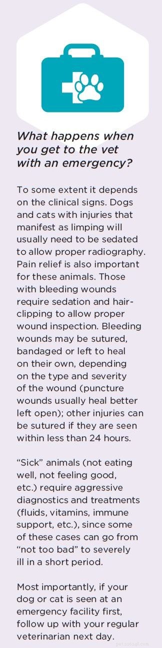 When to Call Your Veterinarian: Red Flags for Immediate Care