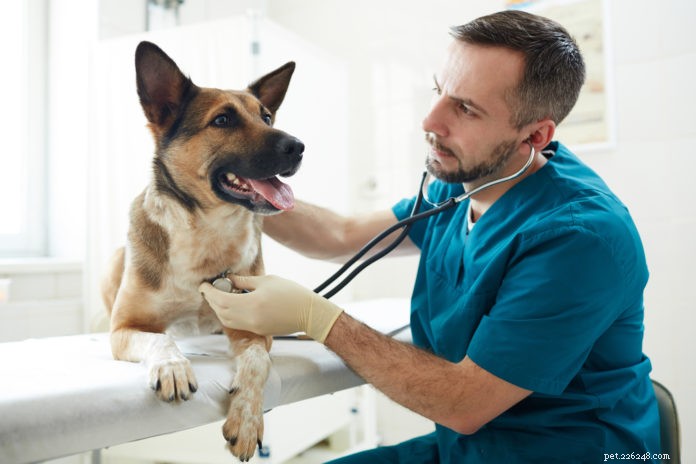 When to Call Your Veterinarian: Red Flags for Immediate Care