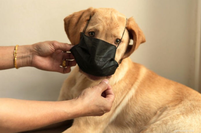 Boost Your Pet’s Health: Expert Tips to Improve Indoor Air Quality