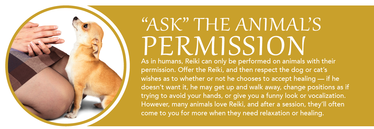 Animal Reiki: A Trusted Healing Approach for Dogs & Cats